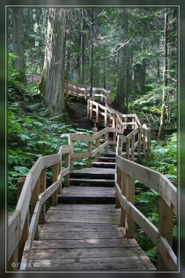 Giant Cedars Boardwalk
