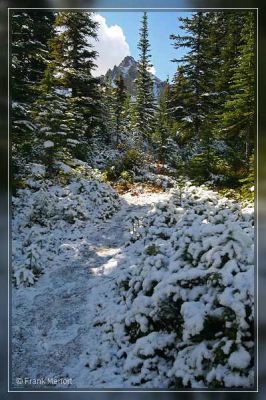 Neben dem Trail zum Peyto Lake
