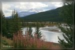 Saskatchewan River - Banff Nationalpark