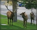 Wapiti-Hirsche bei Mammoth Hot Springs