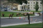 Mammoth Hot Springs