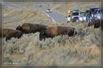 Bisons im Lamar Valley