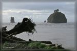 La Push