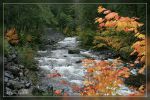 Salmon Cascades