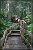 Giant Cedars Boardwalk