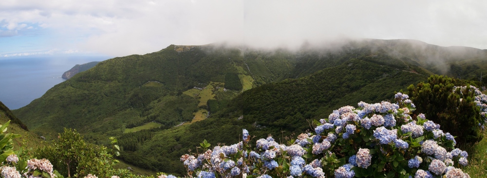 Flores12.jpg