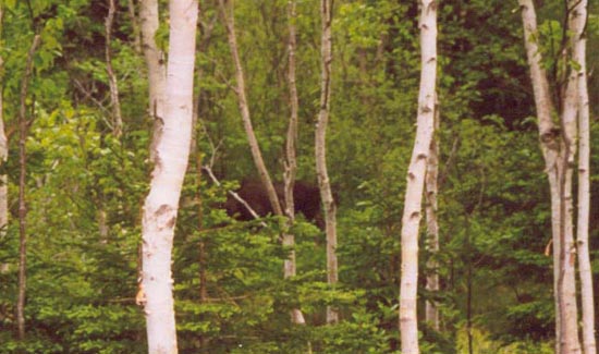 cape_breton23.jpg
