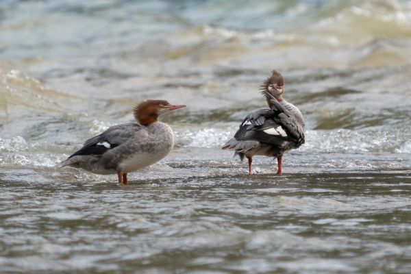 _DSC5354-Bearbeitet
