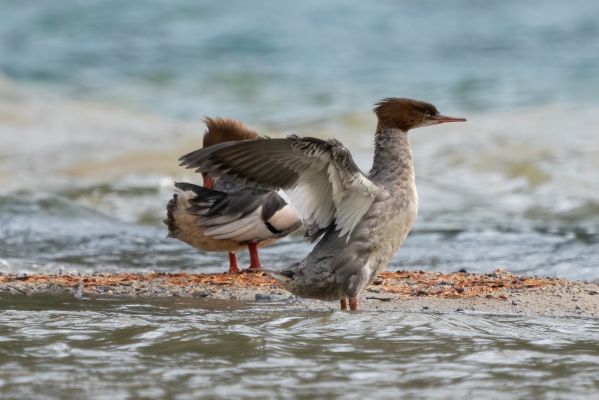 _DSC5379-Bearbeitet
