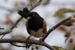 _DSC6270.jpg