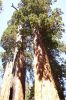 Sequoia NP