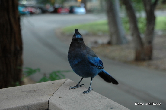 Bird @ Big Sur
