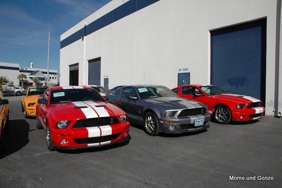 Shelby
