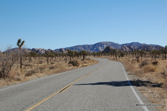Joshua Tree NP
