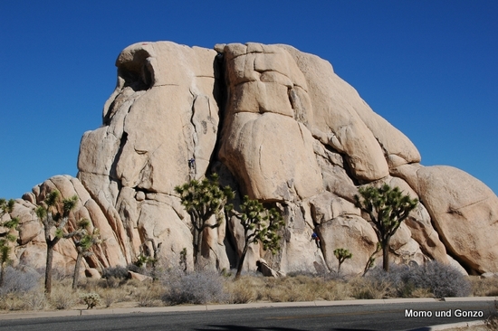 Rocks and Trees
