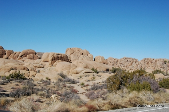 Joshua Tree NP
