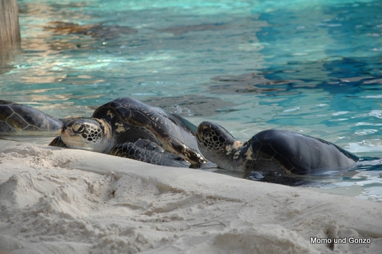 Turtles - Sea World

