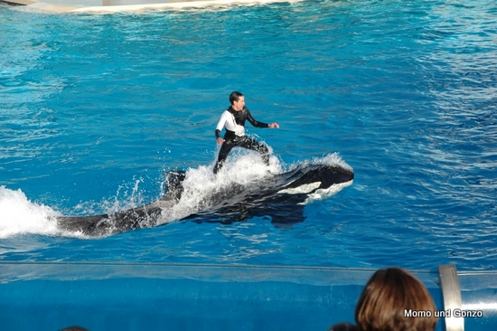 Shamu Show - Sea World
