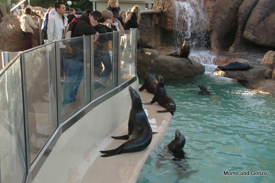 SeeLöwen - Sea World
