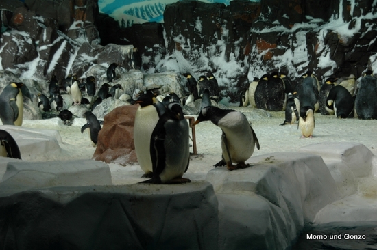 Penguins - Sea World

