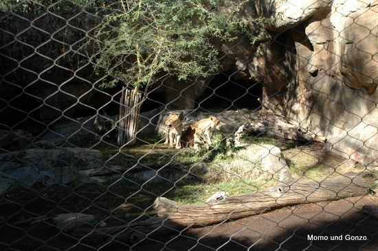 Lions - SD Zoo
