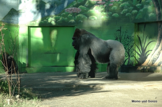 Gorilla - SD Zoo
