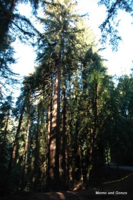 Redwood @ Big Sur

