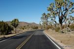 Big Joshua Trees