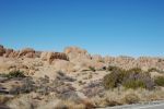 Joshua Tree NP