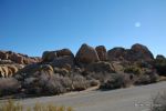 Joshua Tree NP