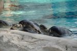 Turtles - Sea World