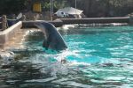 Dolphins - Sea World
