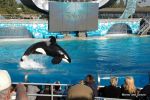 Shamu Show - Sea World