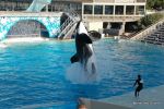 Shamu Show - Sea World