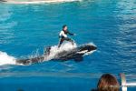 Shamu Show - Sea World