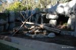 Bears - SD Zoo