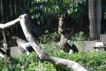 Adler - SD Zoo
