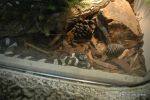 Double-headed snake - SD Zoo