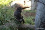 Gorilla - SD Zoo