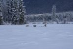 Dog Sledding Wells Gray PP