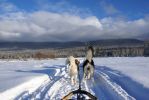 Dog Sledding Wells Gray PP