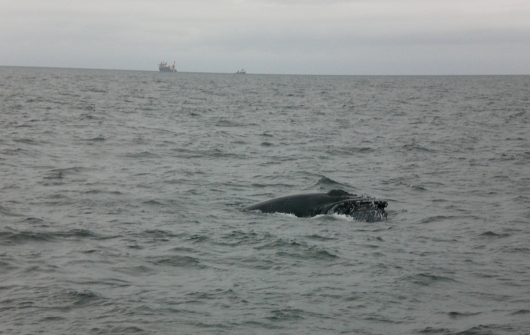 Whale Watching

