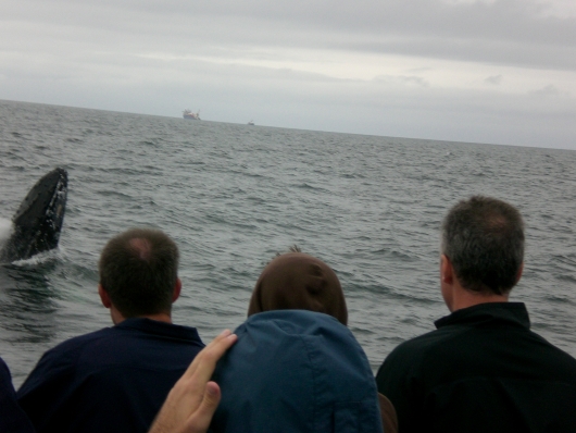 Boston
Whale Watching
