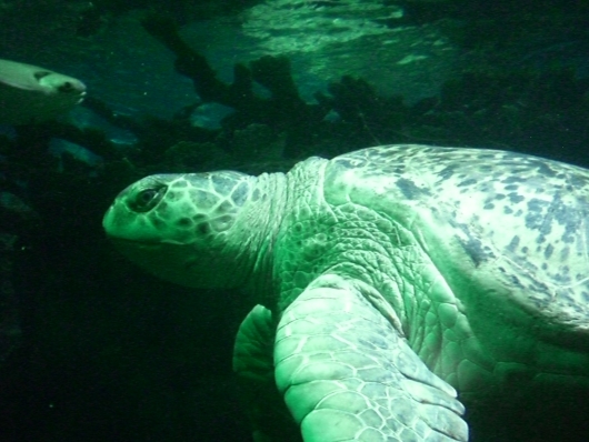 Boston
Aquarium
