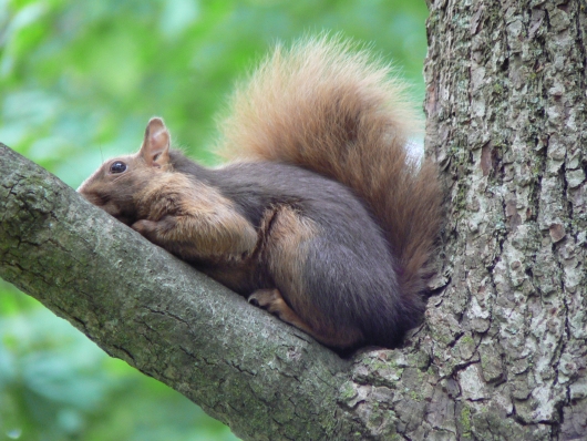 Niagara-Squirrel
