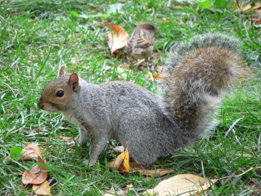 Harvard Squirrel
