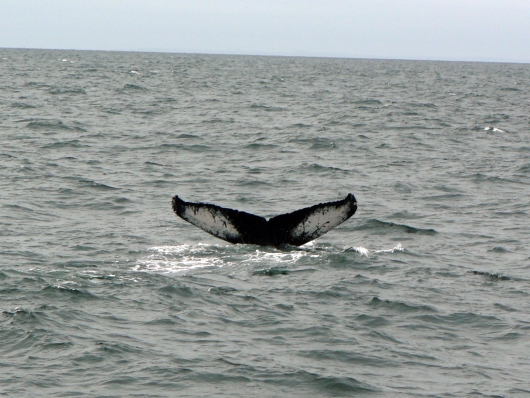 Whale Watching
Boston
