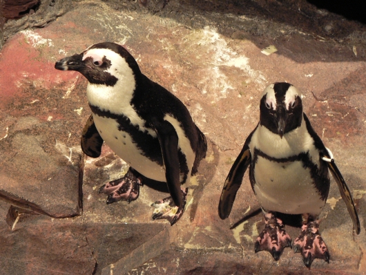 Bostoner Pinguine
