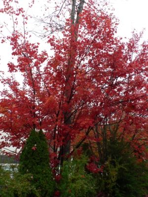 Brennender Baum vorm Hotel
