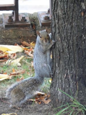 Harvard Squirrel
